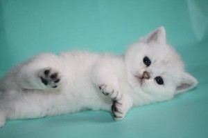 Серебристый затушеванный окрас британских кошек. Затушеванные серебристые британские кошки, коты, котята: фото. Британцы серебристые затушеванные: стандарт окраса